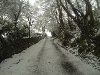 Road passing through trees