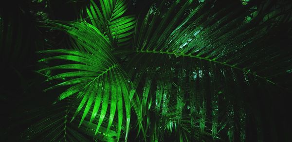 Close-up of palm tree at night