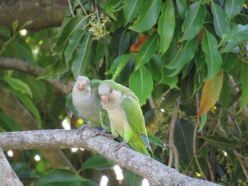 View of parrot perching on tree