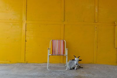 Dog relaxing on yellow wall
