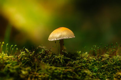 Close-up of mushroom growing on field