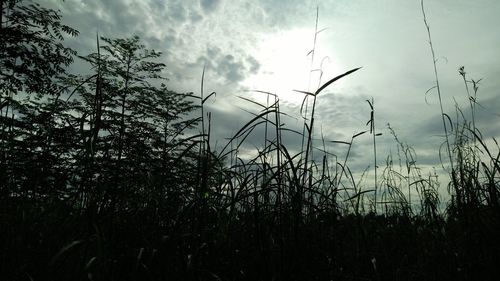 Plants against sky