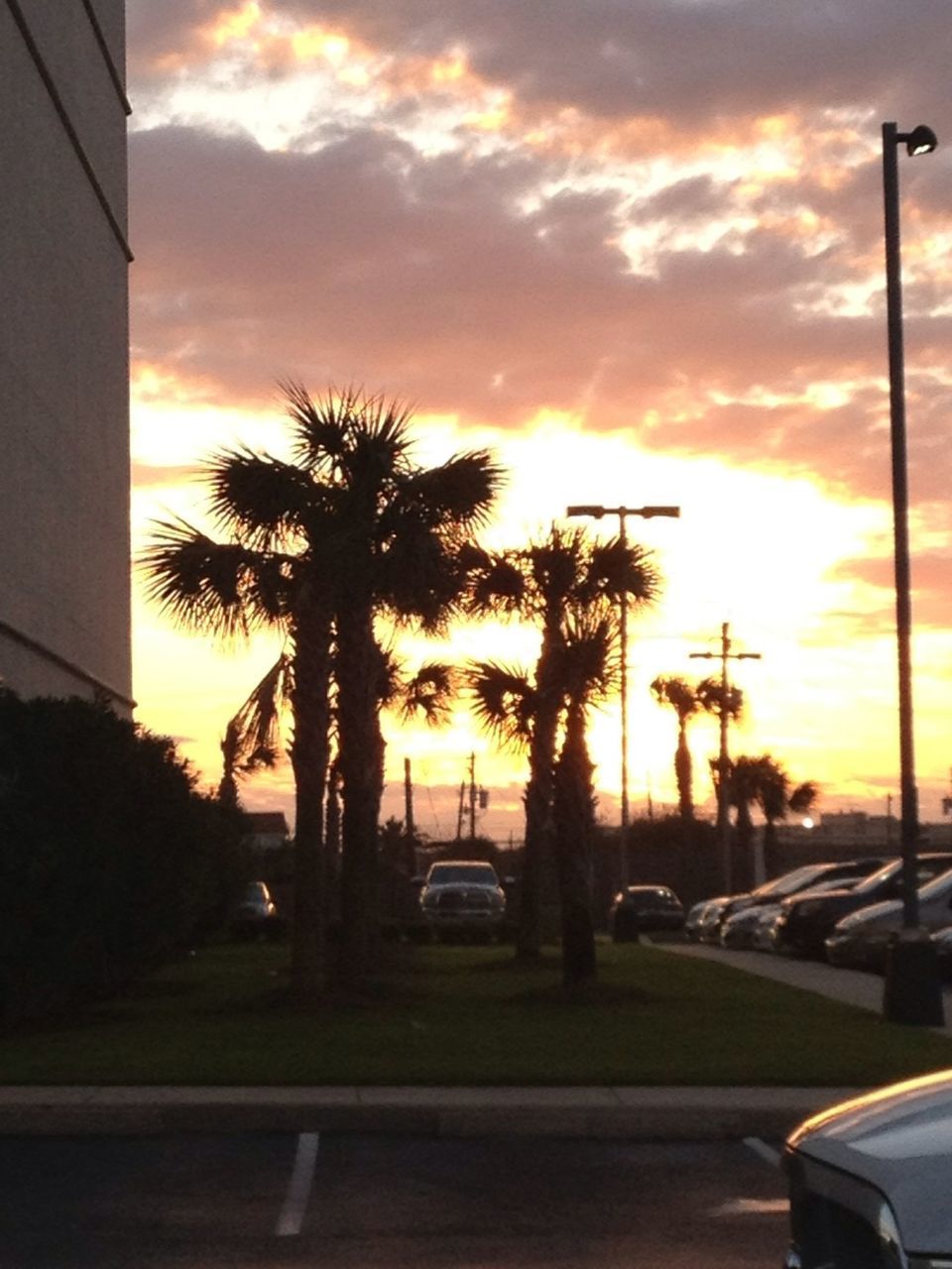 sunset, orange color, silhouette, sky, tree, building exterior, palm tree, road, sun, cloud - sky, built structure, car, architecture, street light, transportation, street, nature, land vehicle, beauty in nature, cloud