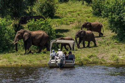 View of elephant in the forest