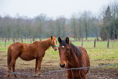 Horses standing on field against trees