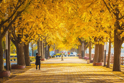 Rear view of man walking on footpath amidst trees during autumn