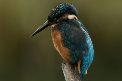 Close-up of bird perching on branch