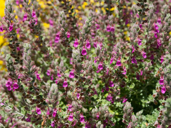 Close-up of purple flowering plants in garden