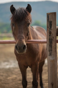 Portrait of horse in pen