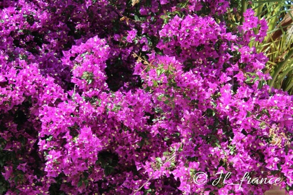 flower, freshness, growth, beauty in nature, fragility, pink color, nature, petal, purple, blooming, plant, full frame, high angle view, in bloom, backgrounds, abundance, blossom, park - man made space, pink, flower head