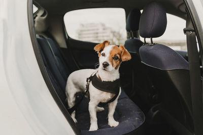 Portrait of dog sitting in car