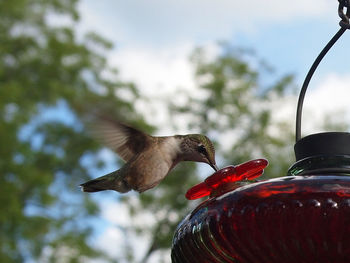 Backyard hummingbird drinking nectar in flight