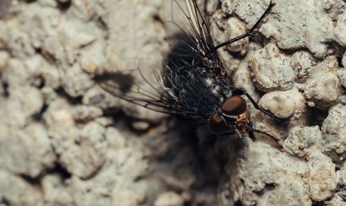 High angle view of fly on rock