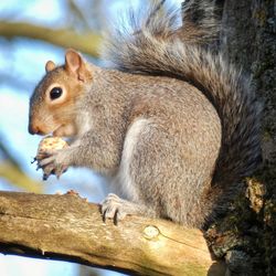 Squirrel on tree