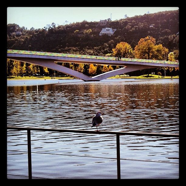 transfer print, bird, animal themes, water, wildlife, animals in the wild, auto post production filter, one animal, bridge - man made structure, tree, river, railing, built structure, connection, lake, reflection, nature, architecture, outdoors, bridge