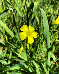Close-up of yellow flowering plant on field
