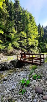 Scenic view of forest