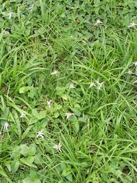 Full frame shot of fresh green field