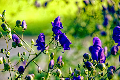 Close-up of purple flowering plants on field