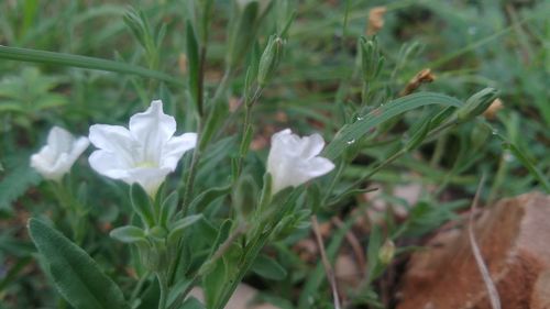 Close-up of white flowers blooming outdoors