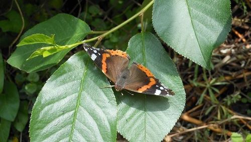 Close-up of butterfly on leaf