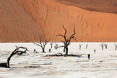 View of birds on land during winter