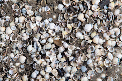 High angle view of shells on sand