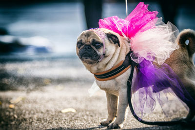 Close-up of a dog