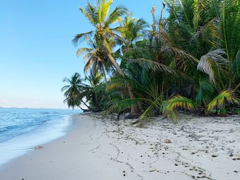 Palm trees on beach against sky