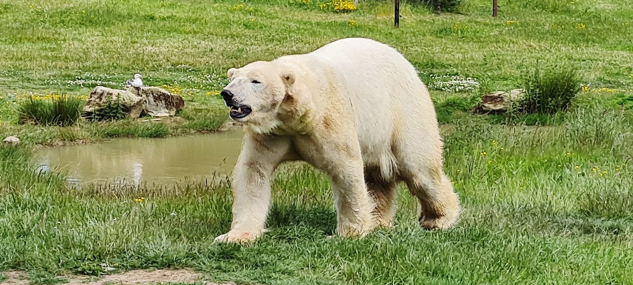 animal, animal themes, mammal, grass, one animal, plant, nature, polar bear, water, animal wildlife, no people, pet, wildlife, green, domestic animals, day, bear, outdoors, dog, carnivore, standing, field, full length
