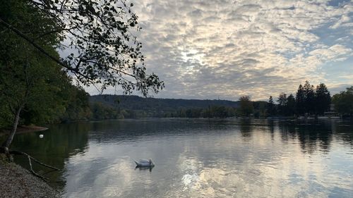 View of ducks swimming in lake