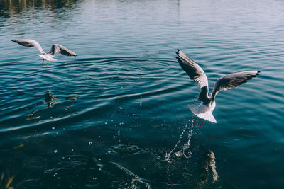 Seagulls flying over sea