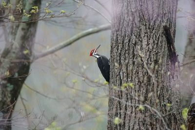 Bird perching on tree trunk