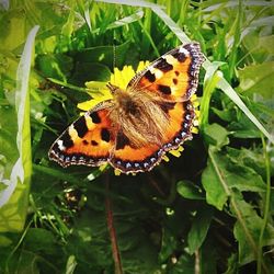 Close-up of butterfly on leaf