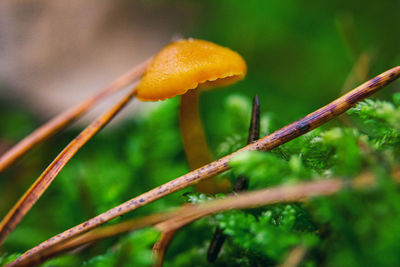 Close-up of wet mushroom growing on land