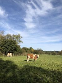 Cows in a field