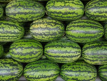 A large amount of watermelons were arranged to be sold in the fruit market.