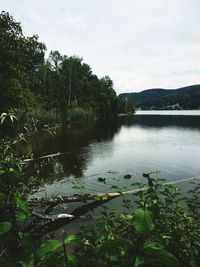 Scenic view of lake in forest against sky