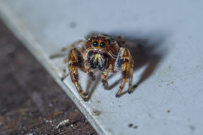 This cute jumping spider is a ferocious predator