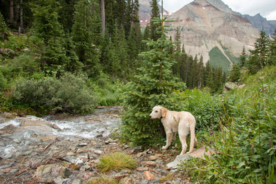 Dog standing in a forest