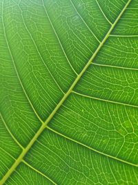 Full frame shot of fresh green leaf