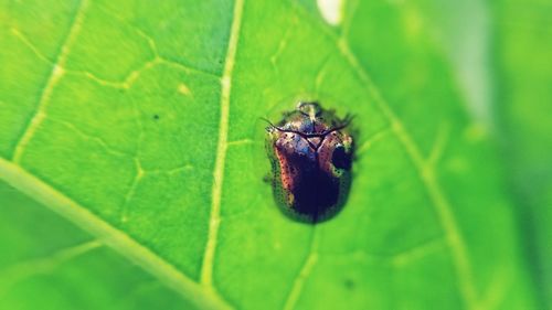 Close-up of spider on leaf