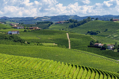 Scenic view of agricultural field against sky