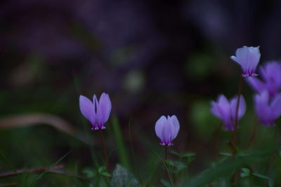 Close-up of purple crocus flowers