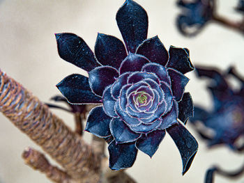 Close-up of purple flowering plant