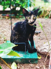 Portrait of black cat