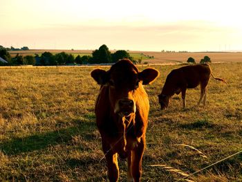 Portrait of cow standing on field against sky