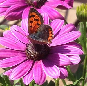 Close-up of butterfly on pink flower