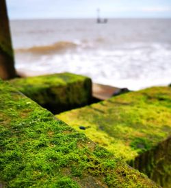 Moss growing on beach