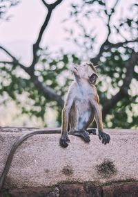 Monkey sitting on tree